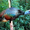 Ocellated Turkey